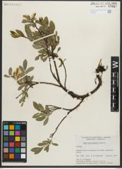 Foto von Salix myrtillifolia Anderson